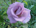 Macho Man rose photo
