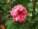 Au Bonheur des Dames® rose photo