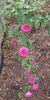 Reine Marie Henriette rose photo