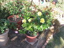Lo rose photo