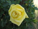 Lo rose photo