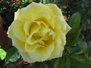 Lo rose photo