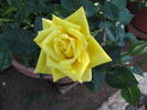 Behold ™ rose photo