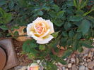Party Girl ® rose photo