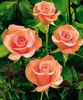 Salmon Beauty rose photo