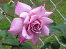 Orchid Masterpiece, Cl. rose photo