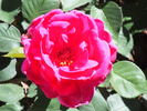 Babe Ruth rose photo