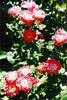 Spirit of Tollcross rose photo