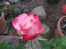 Sandy's Pick rose photo
