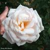 Herne the Hunter rose photo