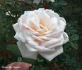 Herne the Hunter rose photo