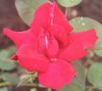 Christopher Stone, Cl., rose photo