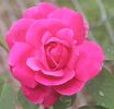 Reine Marie Henriette rose photo
