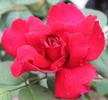 Christopher Stone, Cl., rose photo