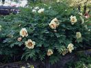 Reath A197 peony photo