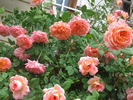 Portlandia rose photo