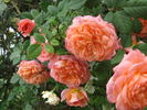 Portlandia rose photo