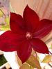 Rouge Cardinal clematis photo