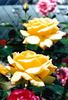 Princess Michael of Kent ® rose photo