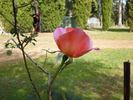 Elite rose photo