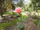 Elite rose photo