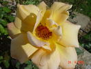 Mrs. Franklin D. Roosevelt rose photo