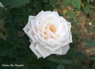 Herne the Hunter rose photo