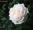 Herne the Hunter rose photo