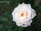Herne the Hunter rose photo