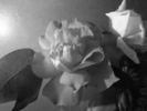 Christopher Stone, Cl., rose photo