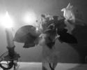 Christopher Stone, Cl., rose photo