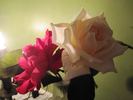 Christopher Stone, Cl., rose photo