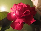 Christopher Stone, Cl., rose photo