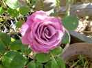 Remembering Michael rose photo