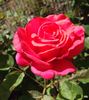 Zach Nobles rose photo