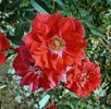 Beauty Secret rose photo