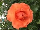 Bright Future rose photo