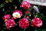 Paul Gauguin rose photo