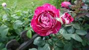 Belle de Segosa® rose photo