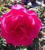 Astounding Glory rose photo
