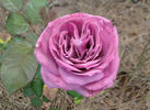 Lavender Joy rose photo