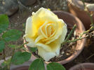 Norwich Cathedral rose photo
