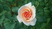 Silvina Donvito rose photo