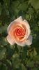 Silvina Donvito rose photo