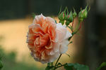 Silvina Donvito rose photo