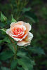 Silvina Donvito rose photo
