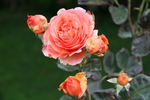 Etrusca ® rose photo