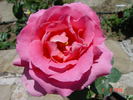 Pink Supreme rose photo