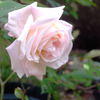 Xiang Fen Lian rose photo