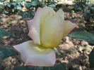 Cingallegra rose photo
